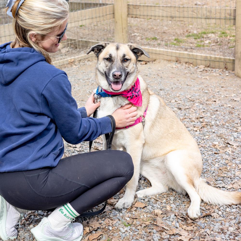 Enlarge Roo  (Female)   , a Adoptable mixed breed in West Grove, PA image 5/6