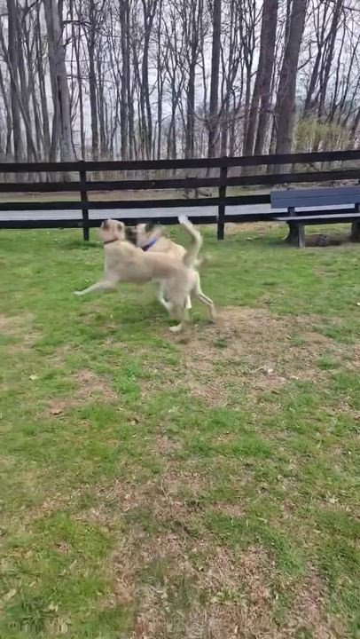 Enlarge Roo  (Female)   , a Adoptable mixed breed in West Grove, PA video 6/6