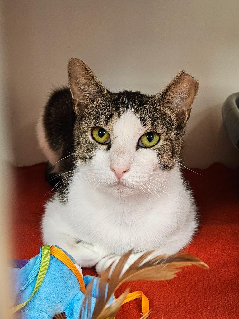 Stinky (old gray station), a Adoptable mixed breed in Johnson City, TN image 1/2