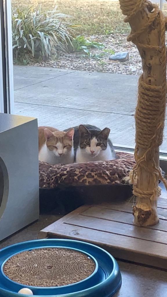 Stinky (old gray station), a Adoptable mixed breed in Johnson City, TN image 2/2