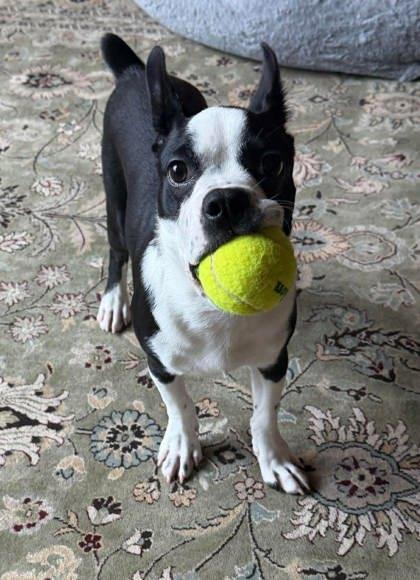Winston - PENDING, Adoptable, Young Male Boston Terrier.
