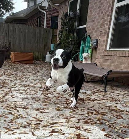 Enlarge Winston - PENDING, a Adoptable Boston Terrier in Kingwood, TX image 2/3
