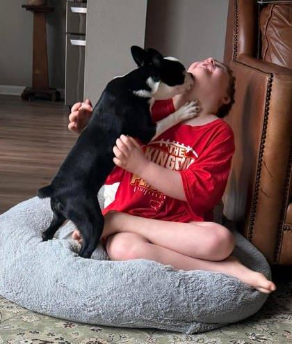 Enlarge Winston - PENDING, a Adoptable Boston Terrier in Kingwood, TX image 3/3