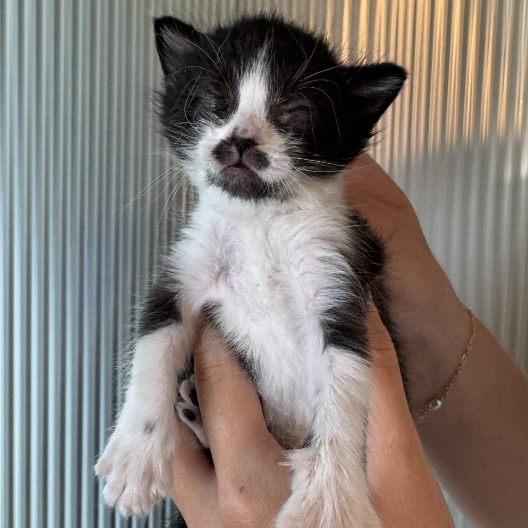 Blanche, Adoptable, Kitten Female Domestic Medium Hair.
