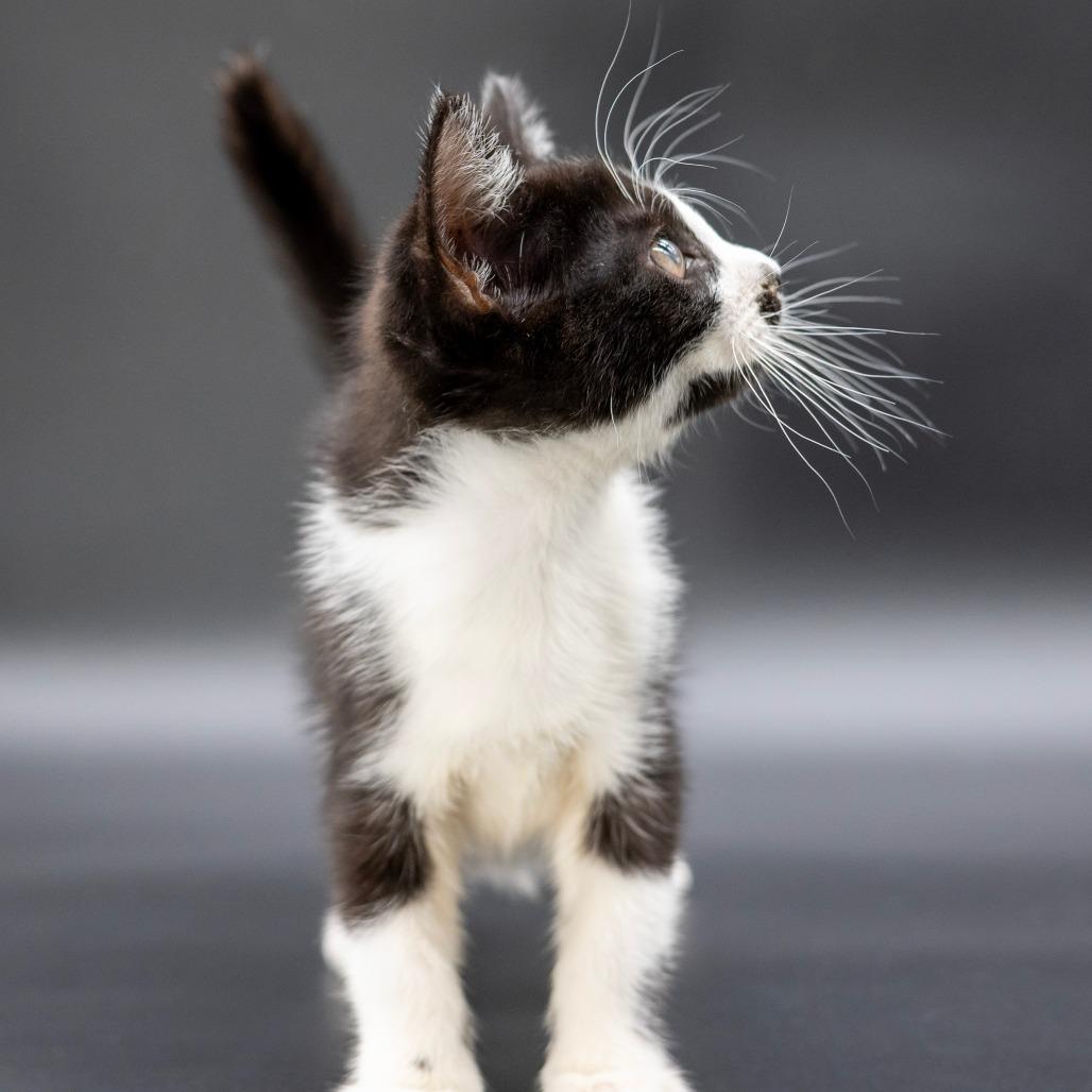 Enlarge Blanche, a Adoptable Domestic Medium Hair in Escondido, CA image 2/5