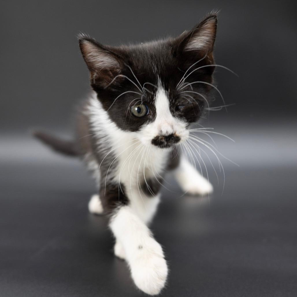 Enlarge Blanche, a Adoptable Domestic Medium Hair in Escondido, CA image 3/5