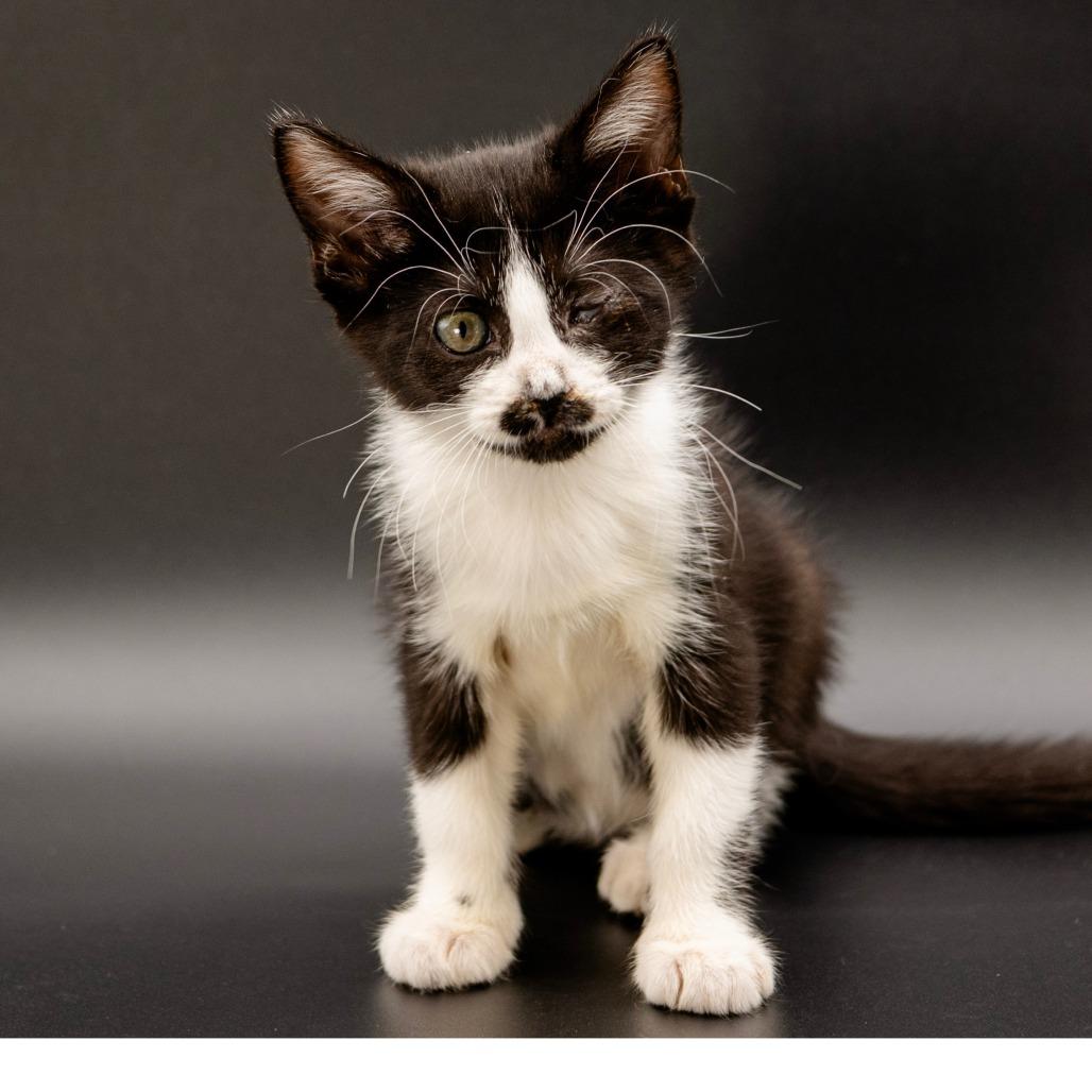 Enlarge Blanche, a Adoptable Domestic Medium Hair in Escondido, CA image 4/5