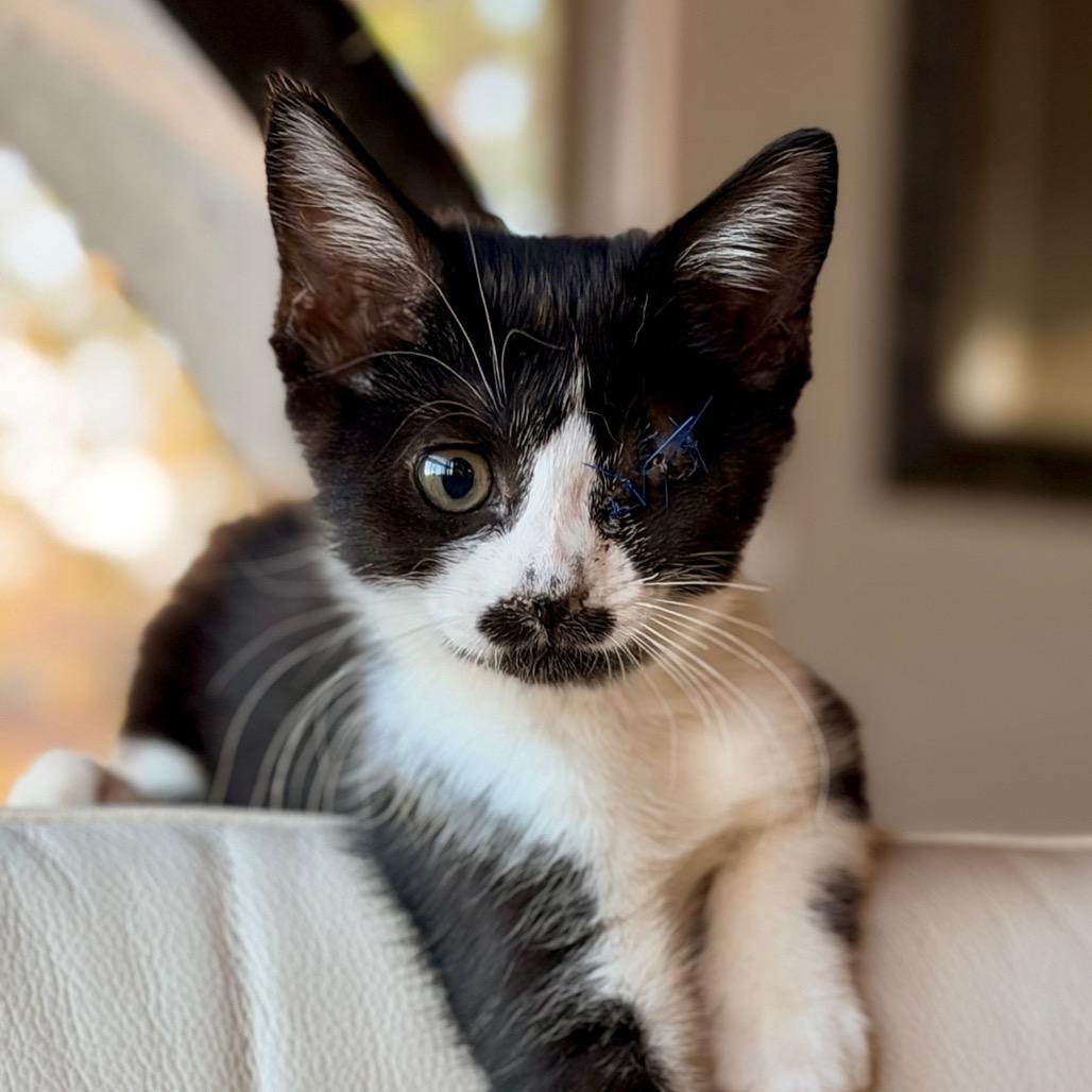 Enlarge Blanche, a Adoptable Domestic Medium Hair in Escondido, CA image 5/5