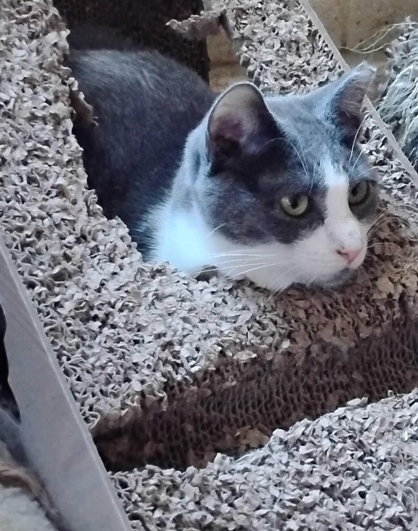 Enlarge Mila, a Adoptable Domestic Short Hair in Woodland, CA image 6/6