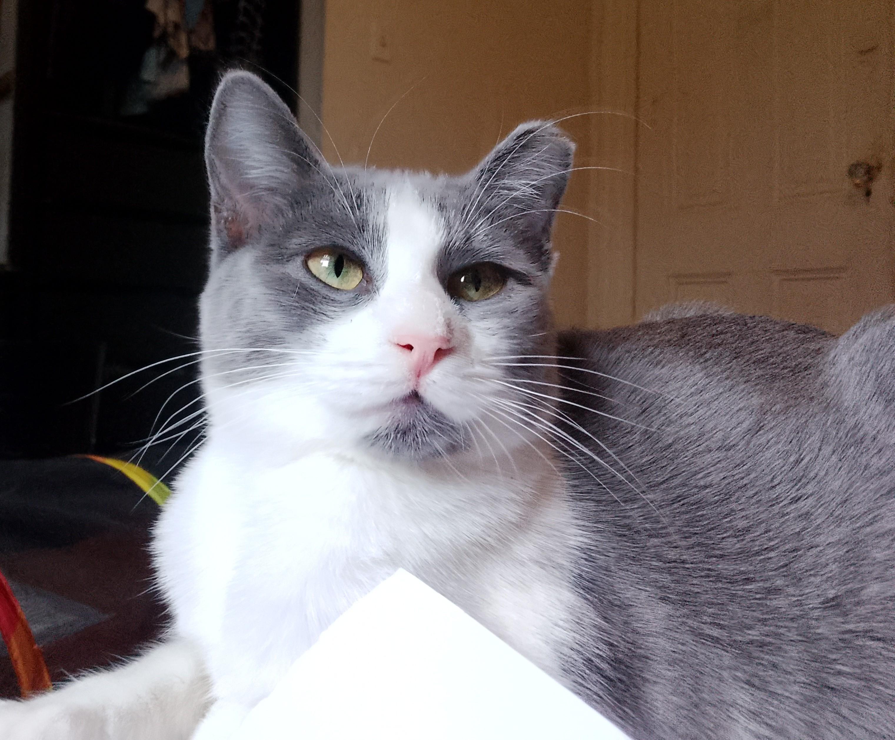 Mila, a Adoptable Domestic Short Hair image 1/4