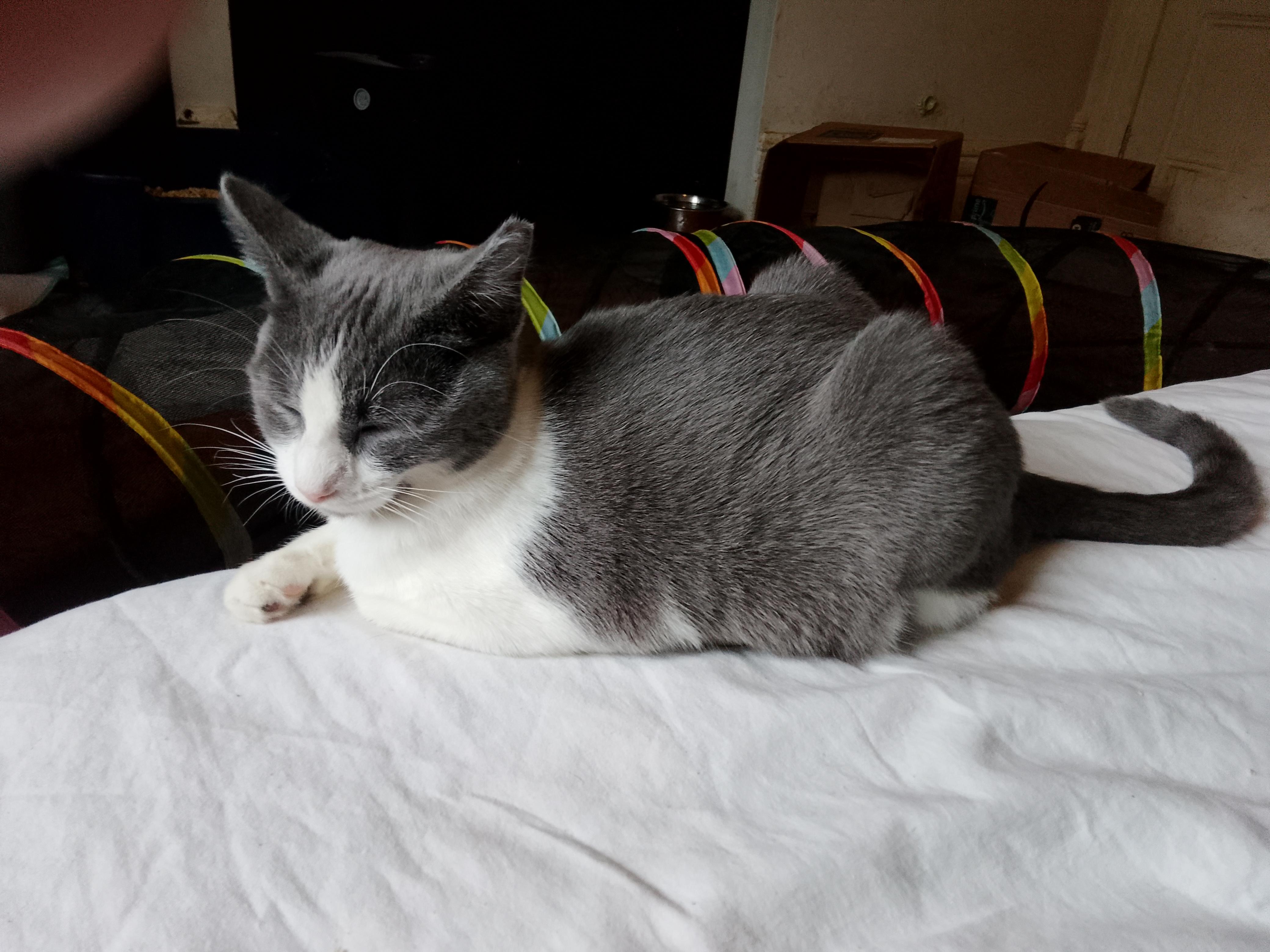 Mila, Adoptable, Young Female Domestic Short Hair.