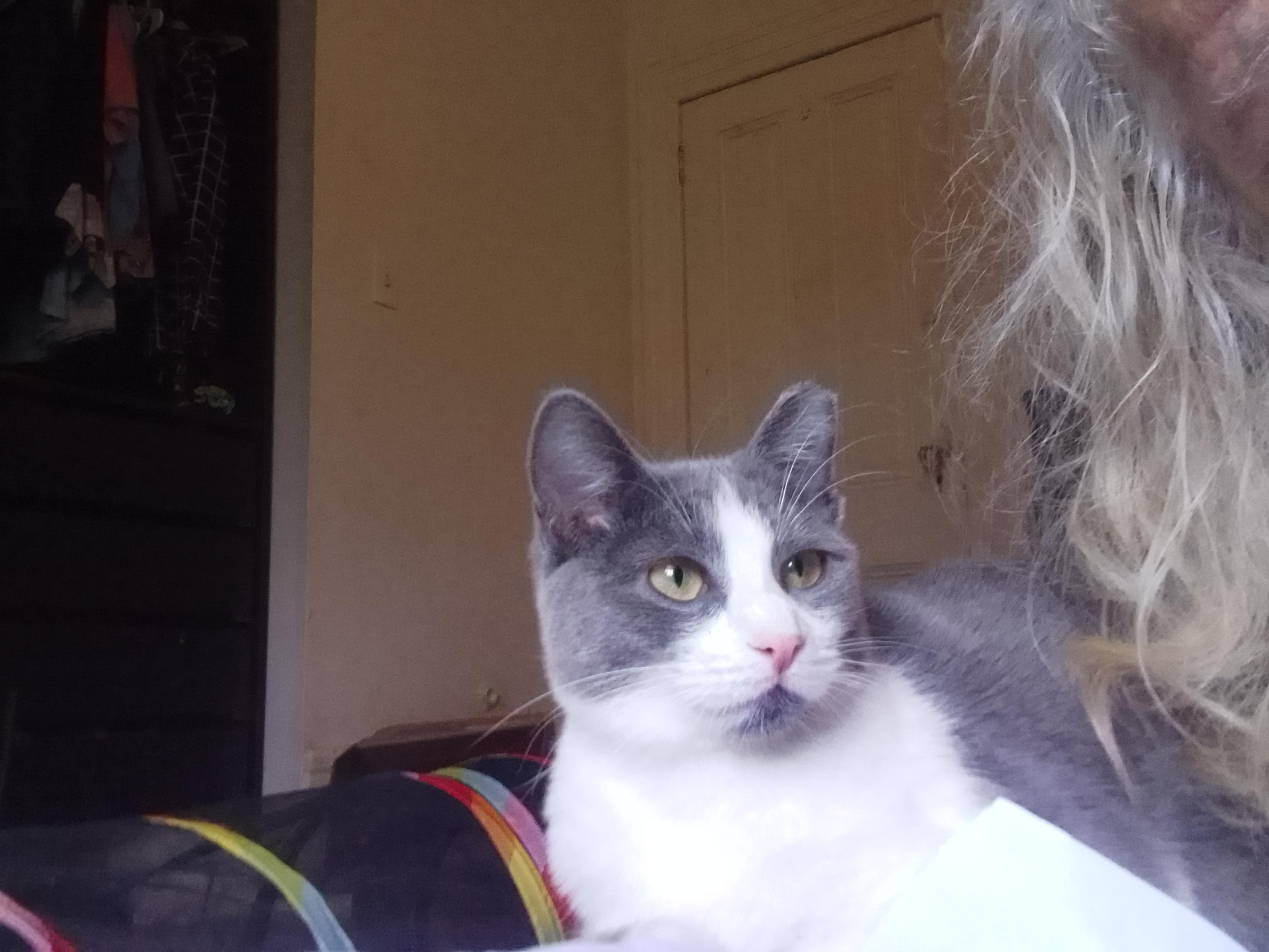 Mila, a Adoptable Domestic Short Hair image 3/4