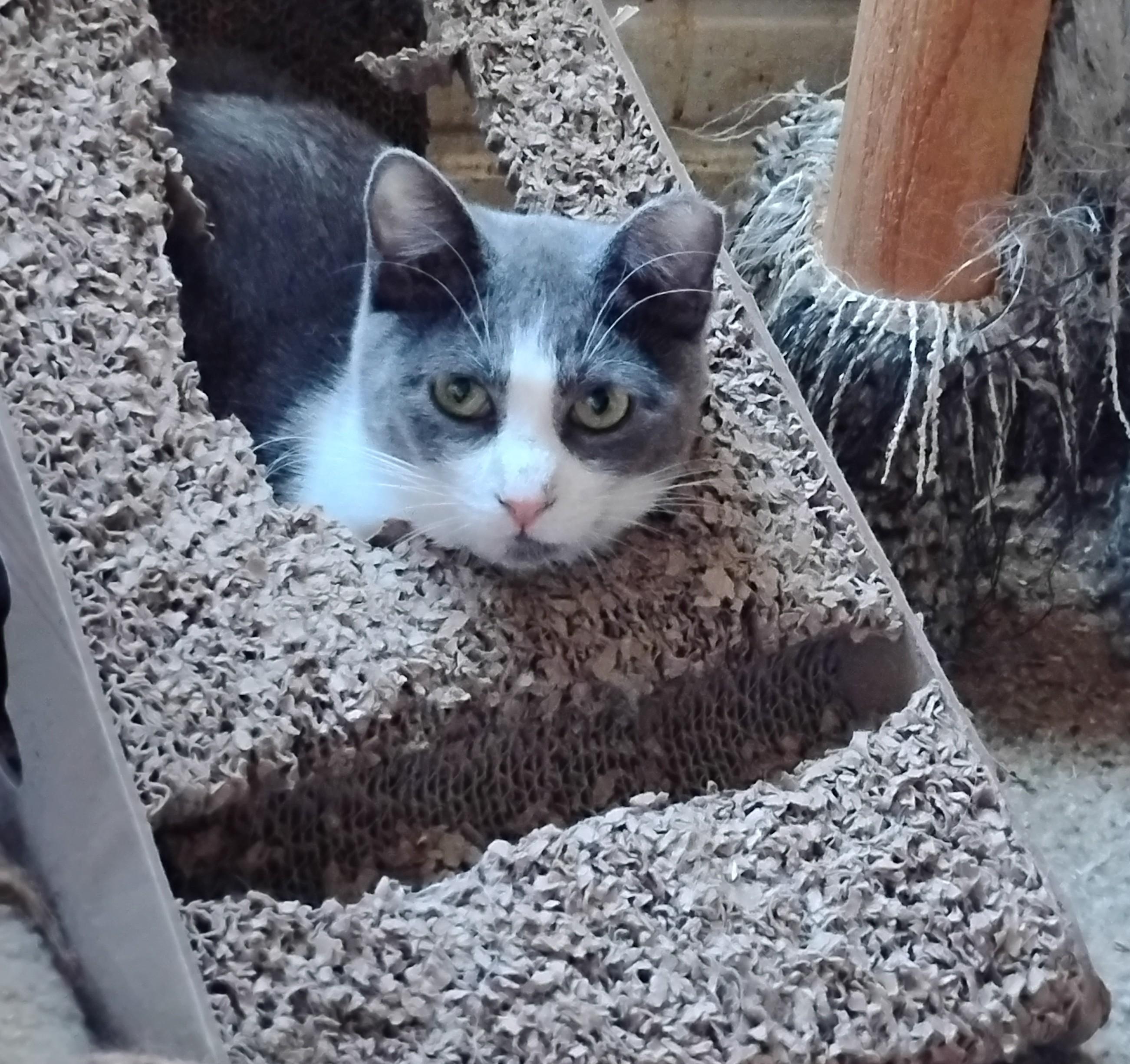 Enlarge Mila, a Adoptable Domestic Short Hair in Woodland, CA image 1/6