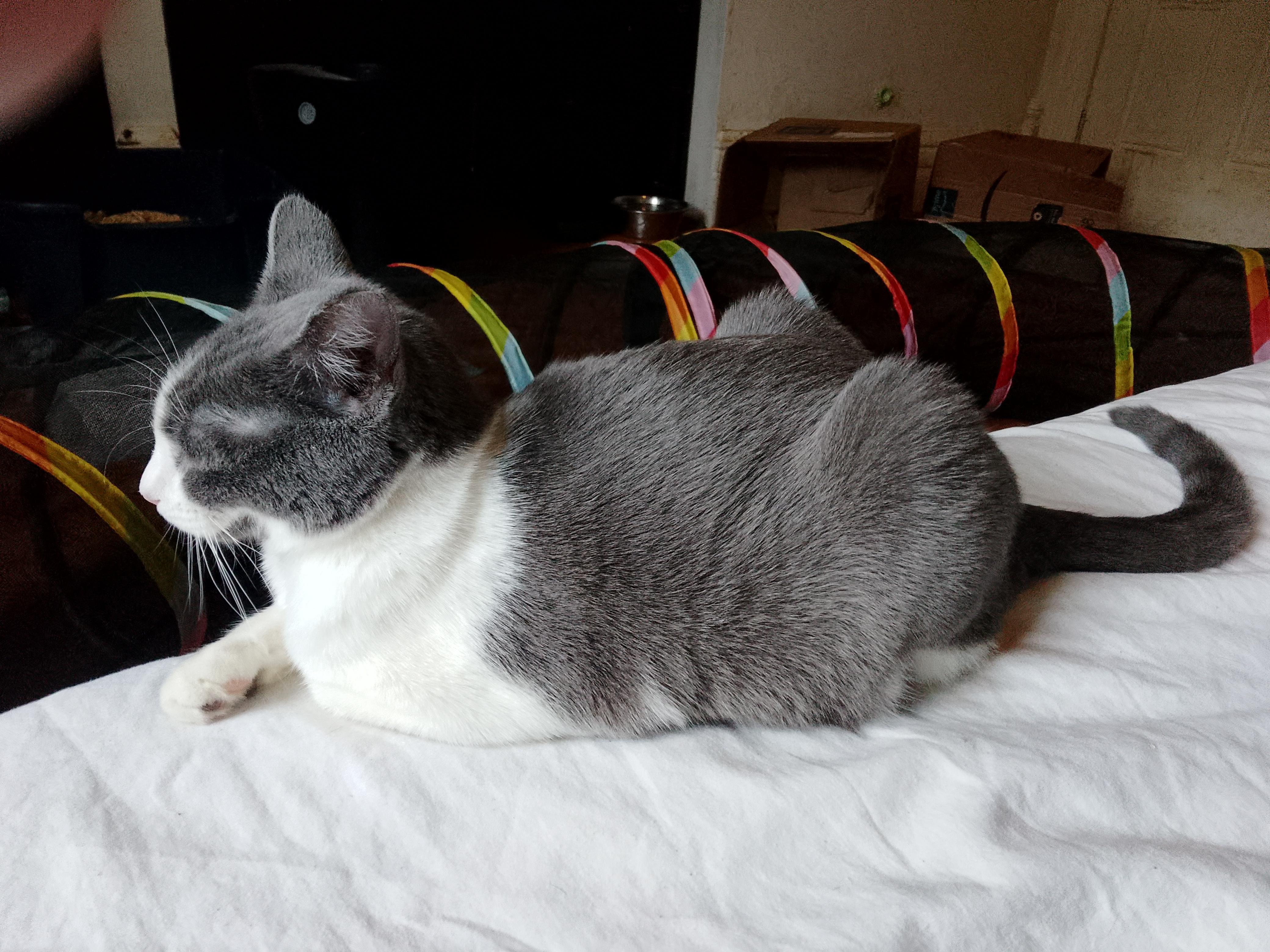 Mila, a Adoptable Domestic Short Hair image 4/4