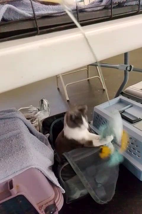 Enlarge Mila, a Adoptable Domestic Short Hair in Woodland, CA video 5/5