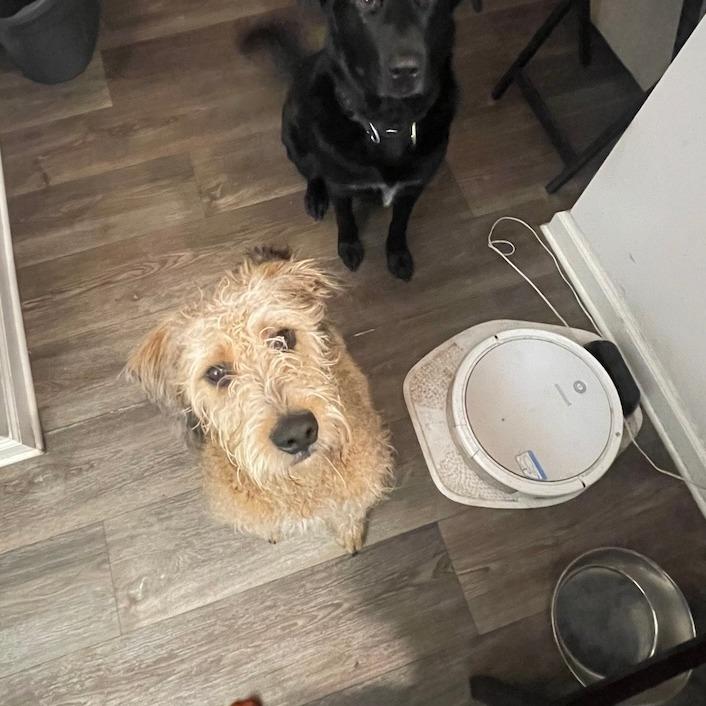 Bailey, Adoptable, Young Female Poodle & American Staffordshire Terrier.