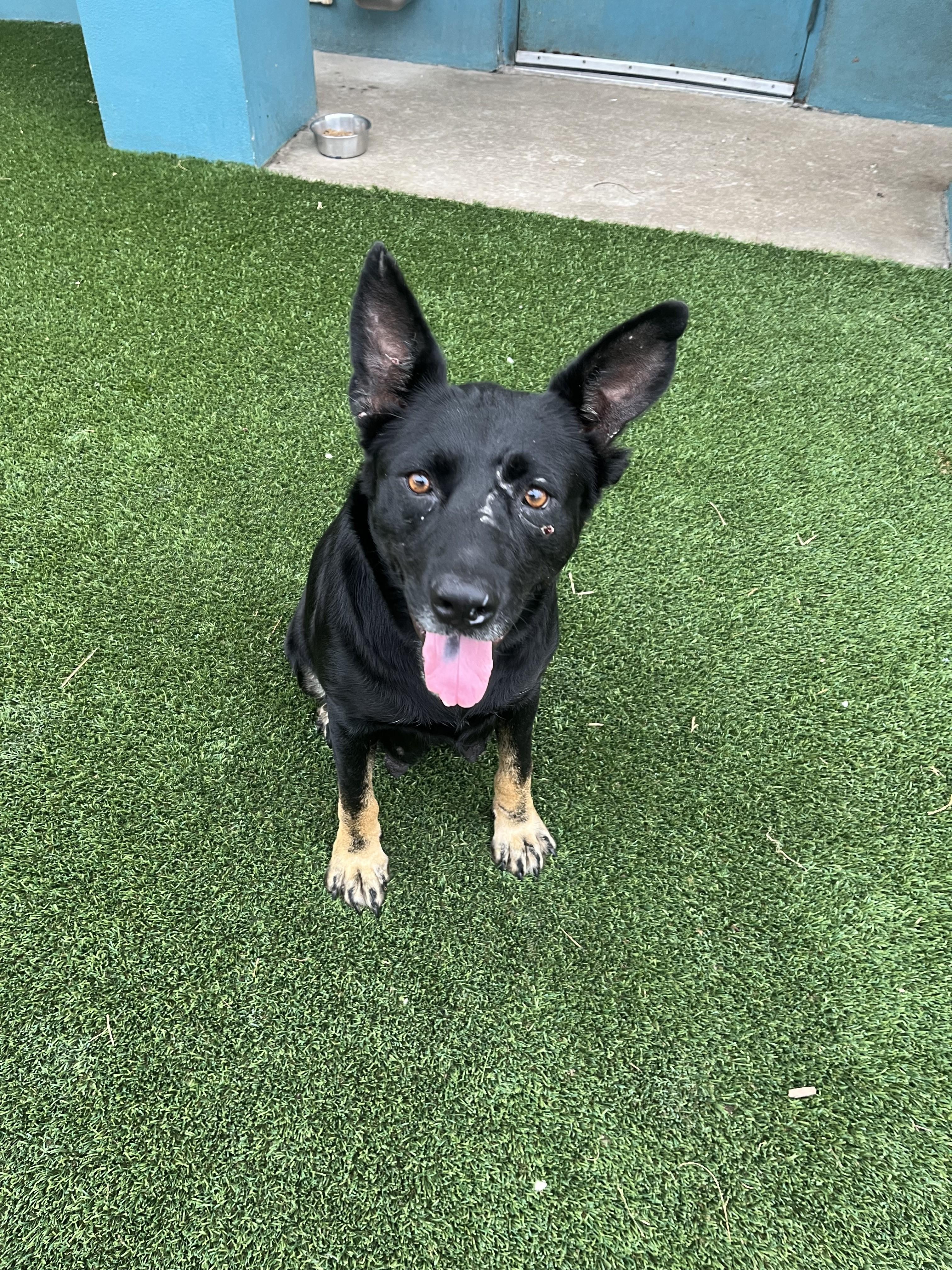 Lynne, Adoptable, Adult Female German Shepherd Dog & Mixed Breed.