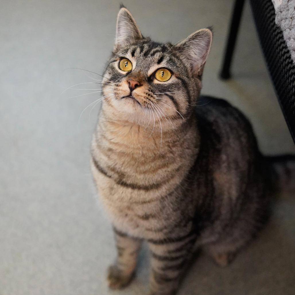 Sweet Pea, Adoptable, Young Male Domestic Short Hair.