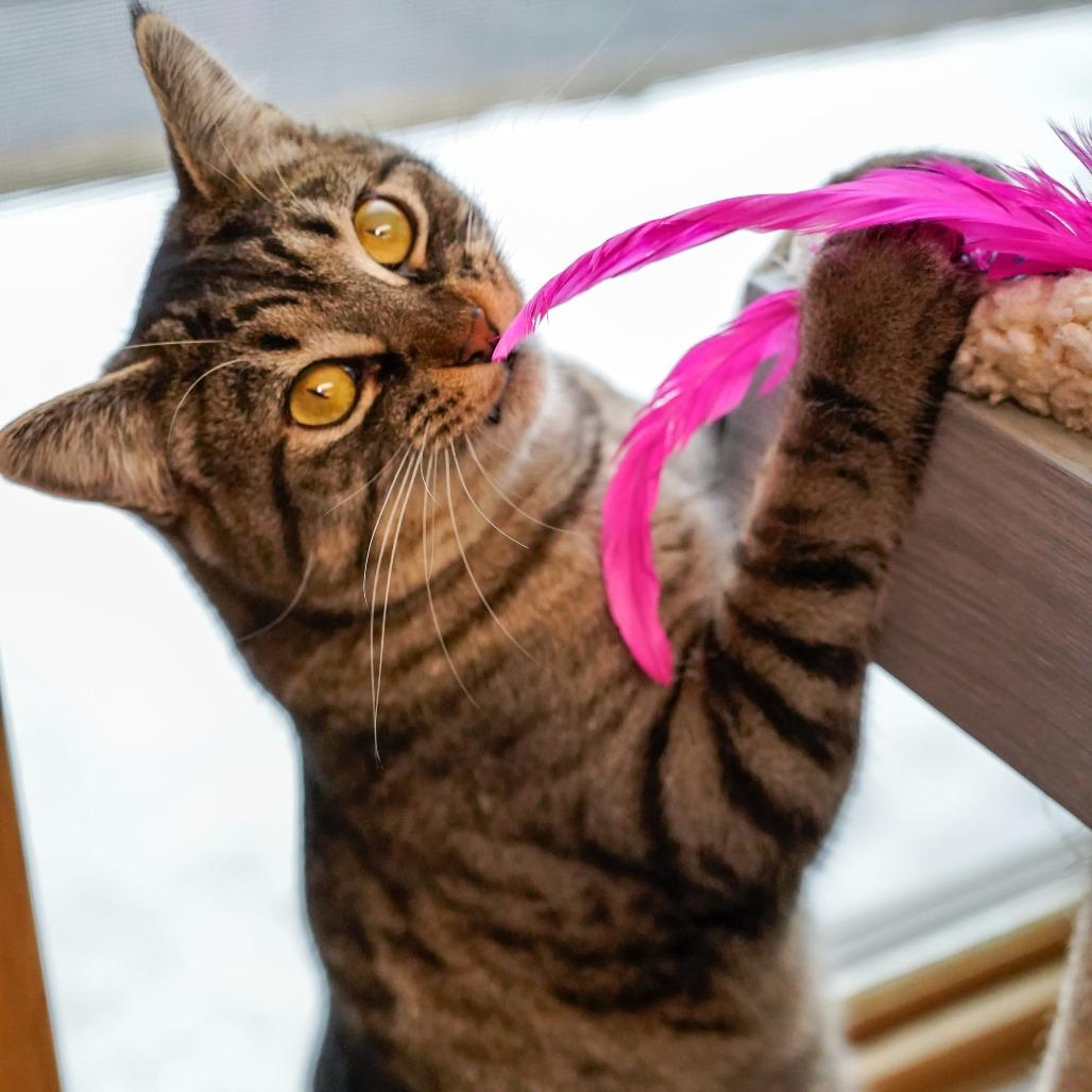 Enlarge Sweet Pea, a Adoptable Domestic Short Hair in Thomaston, ME image 2/2