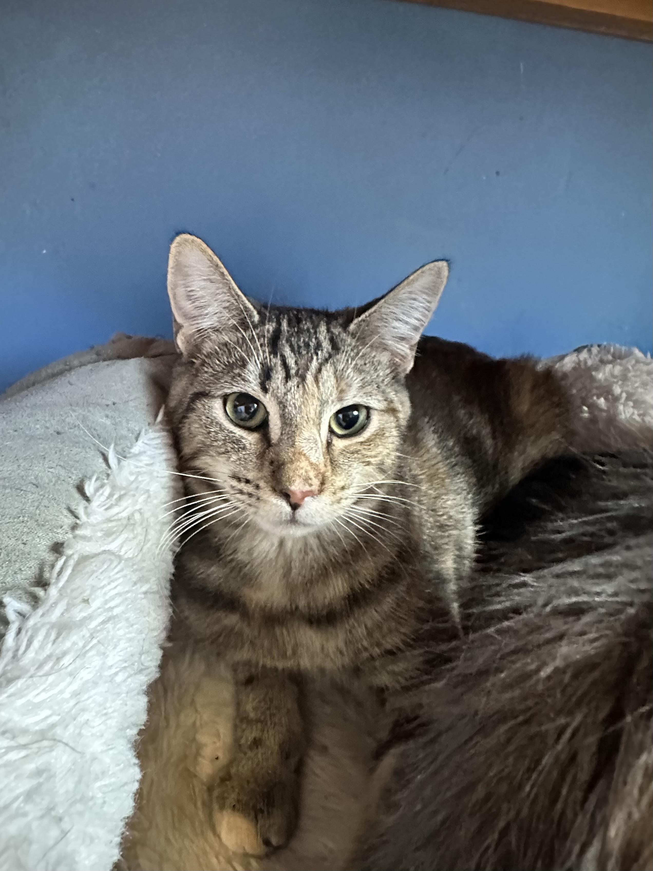 Mindy, an adoptable Domestic Short Hair in Brookings, SD, 57006 | Photo Image 1