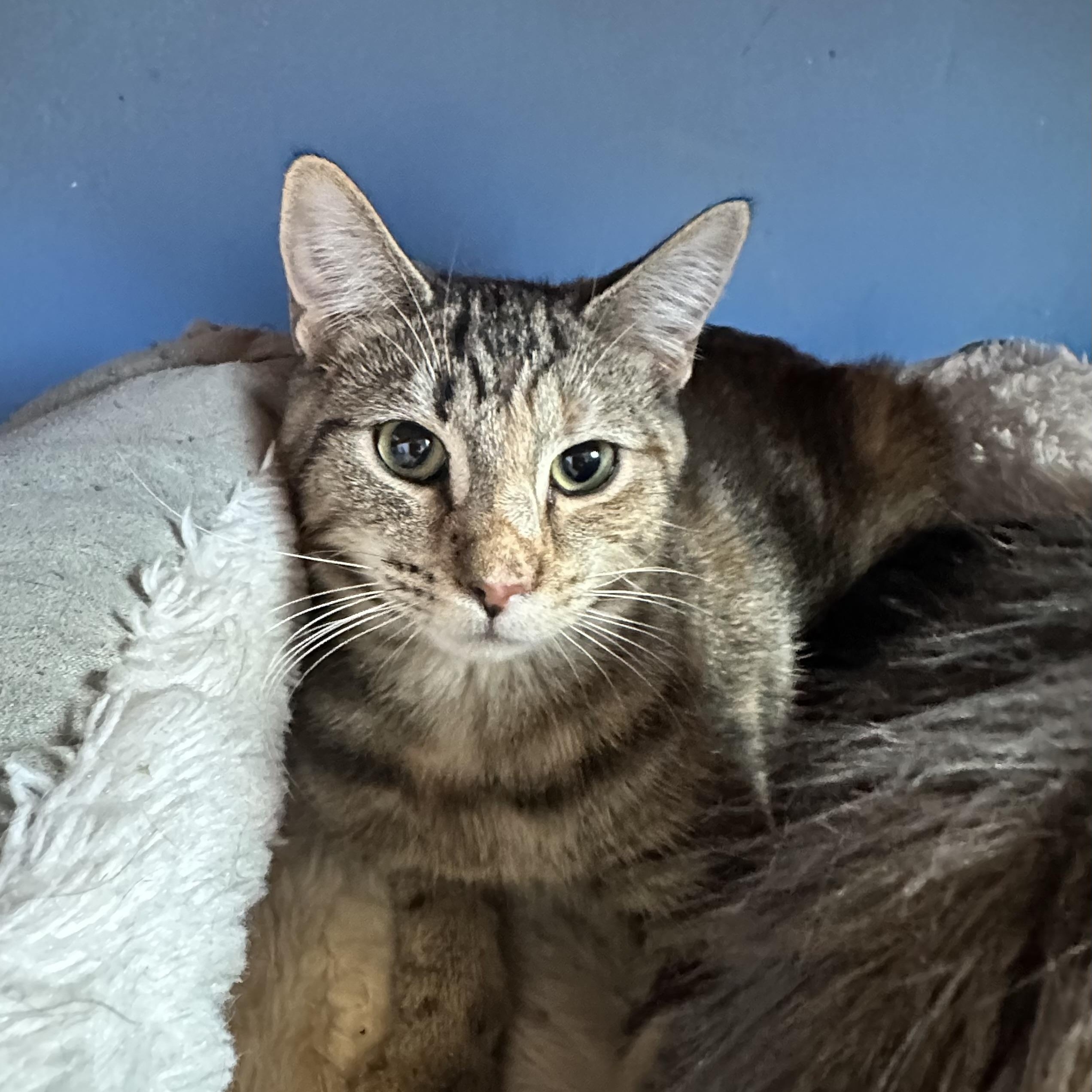 Mindy, Adoptable, Young Female Domestic Short Hair.