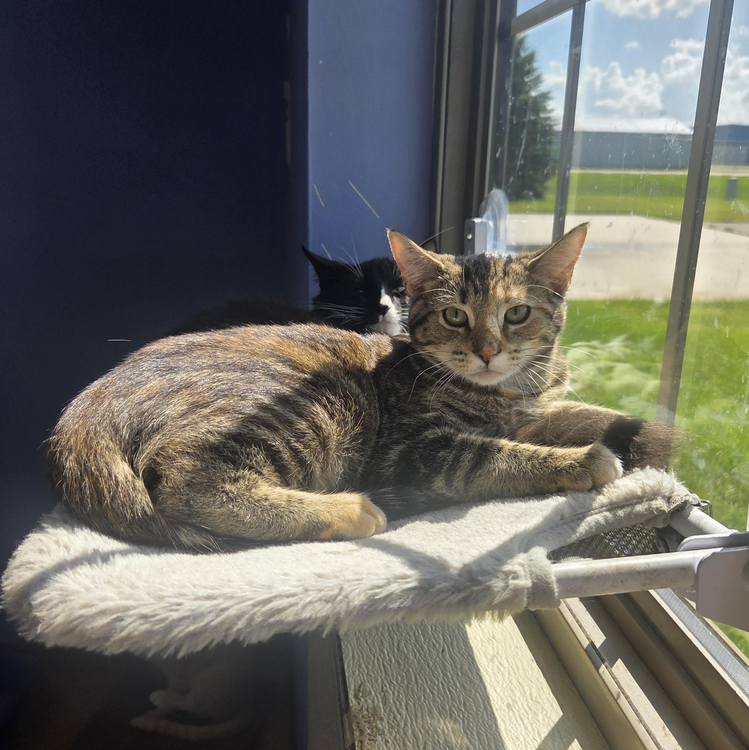 Enlarge Mindy, a Adoptable Domestic Short Hair in Brookings, SD image 2/2