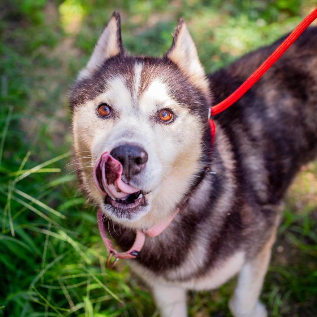 Enlarge Dale 26, a Adoptable mixed breed in Brookhaven, MS image 2/3