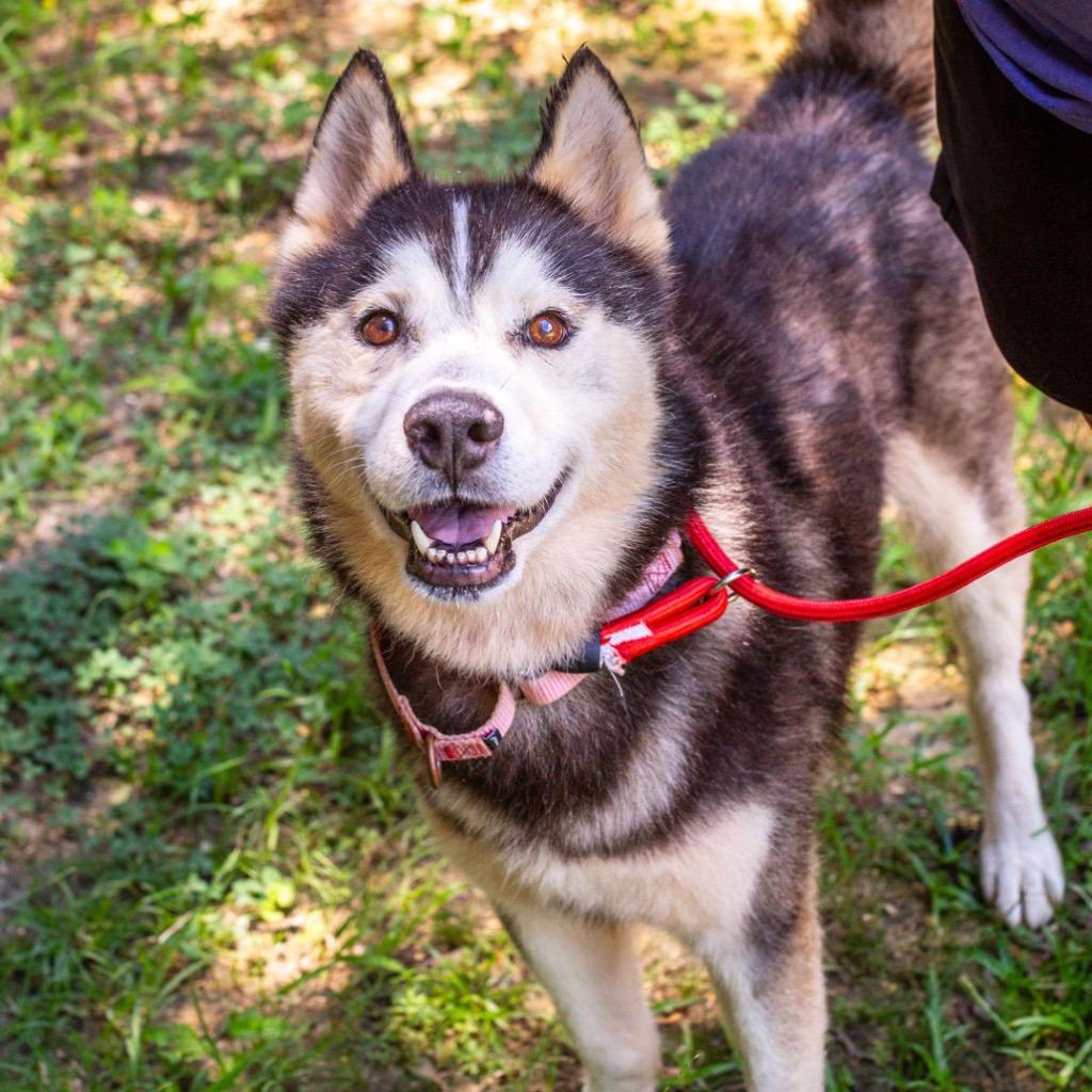 Enlarge Dale 26, a Adoptable mixed breed in Brookhaven, MS image 3/3