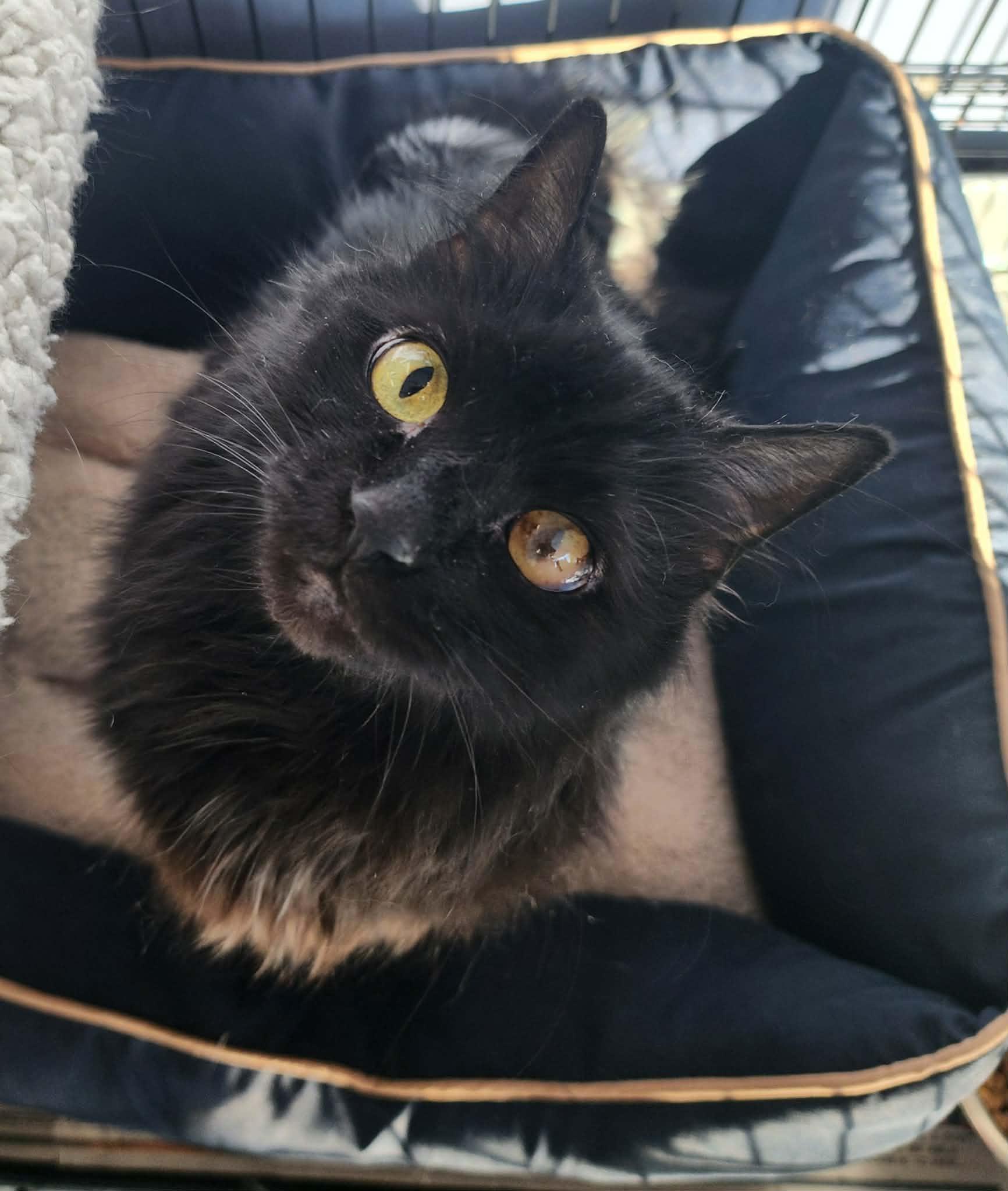 Enlarge LATTE, a ADOPTABLE Domestic Medium Hair in Manassas, VA image 3/4