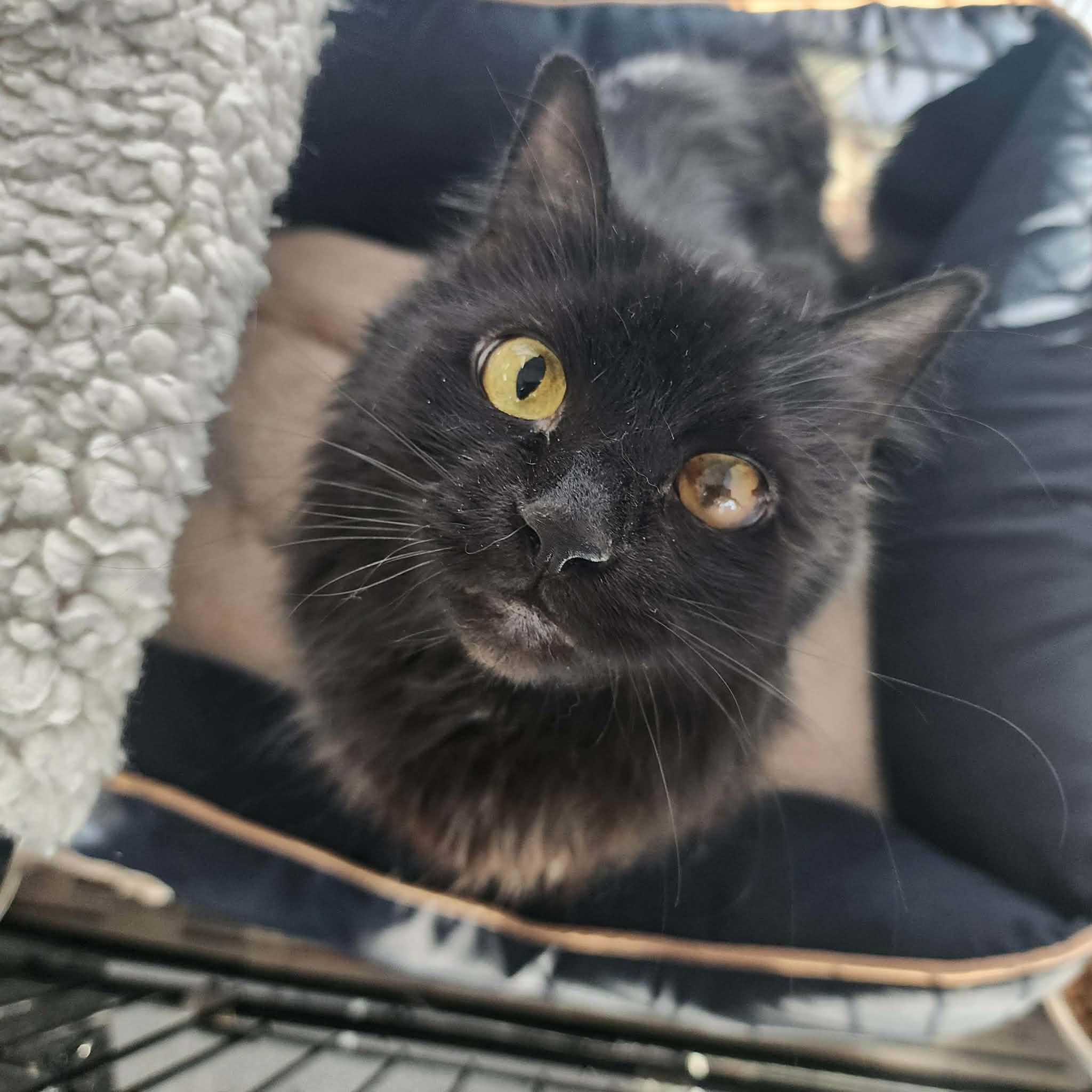 Enlarge LATTE, a ADOPTABLE Domestic Medium Hair in Manassas, VA image 2/4