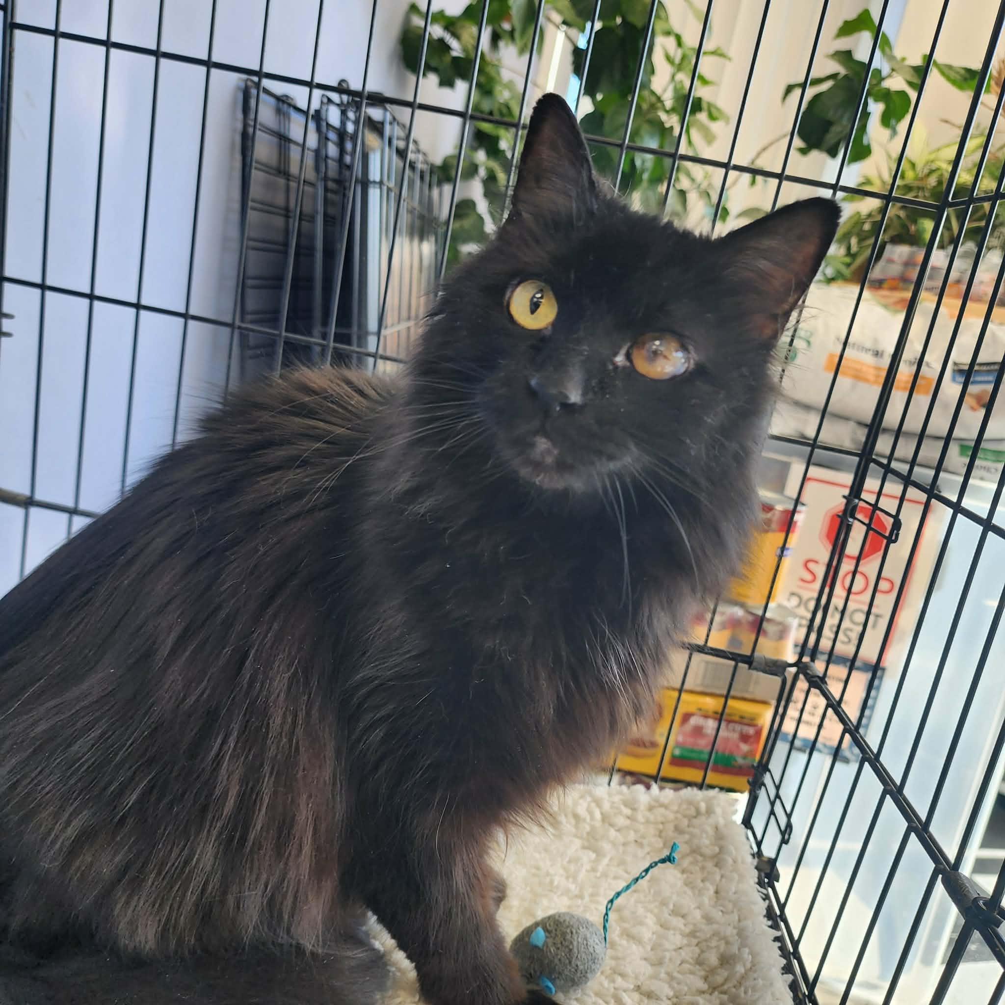 Enlarge LATTE, a ADOPTABLE Domestic Medium Hair in Manassas, VA image 4/4