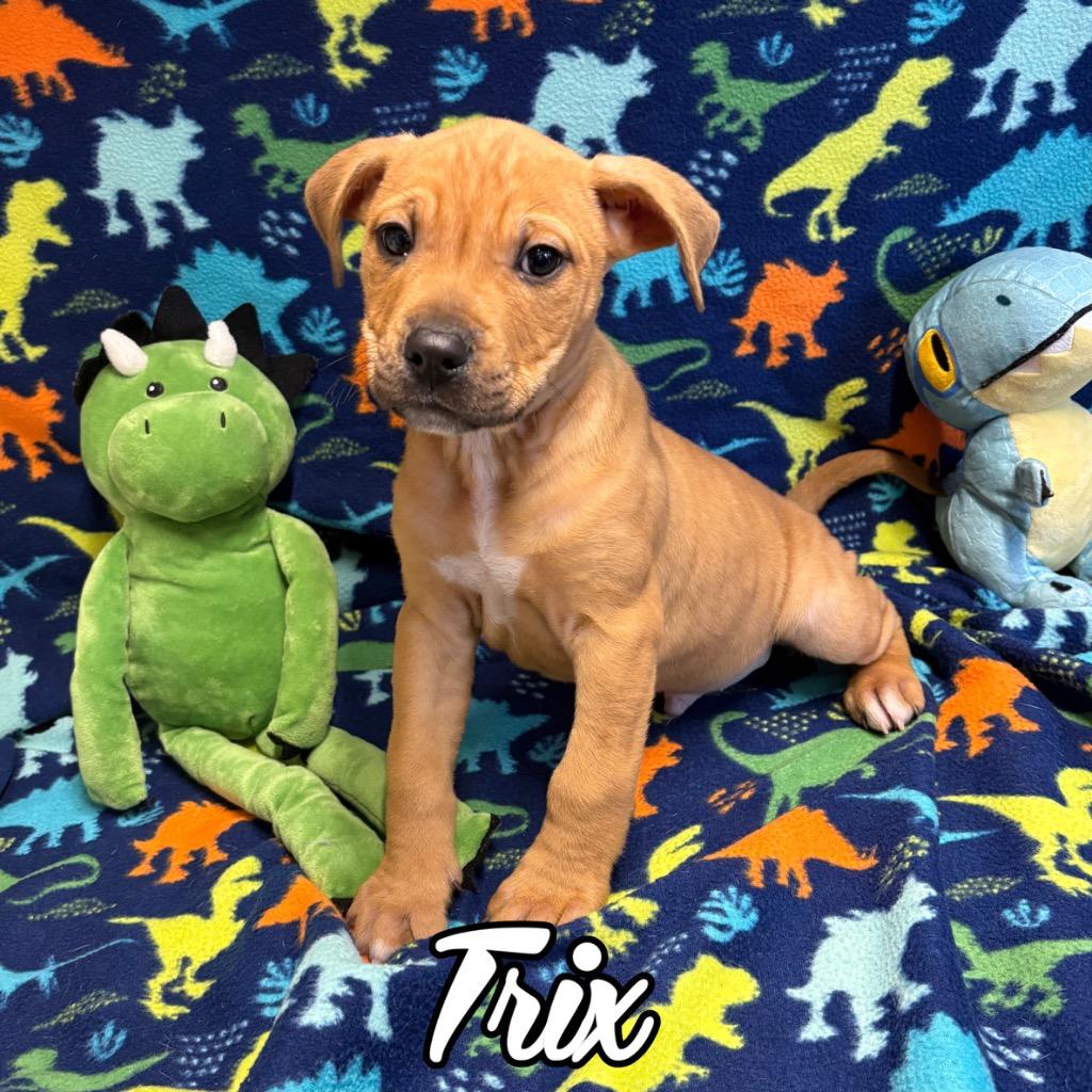 Enlarge Trix, a Adoptable mixed breed in Hillsboro, OH image 1/2