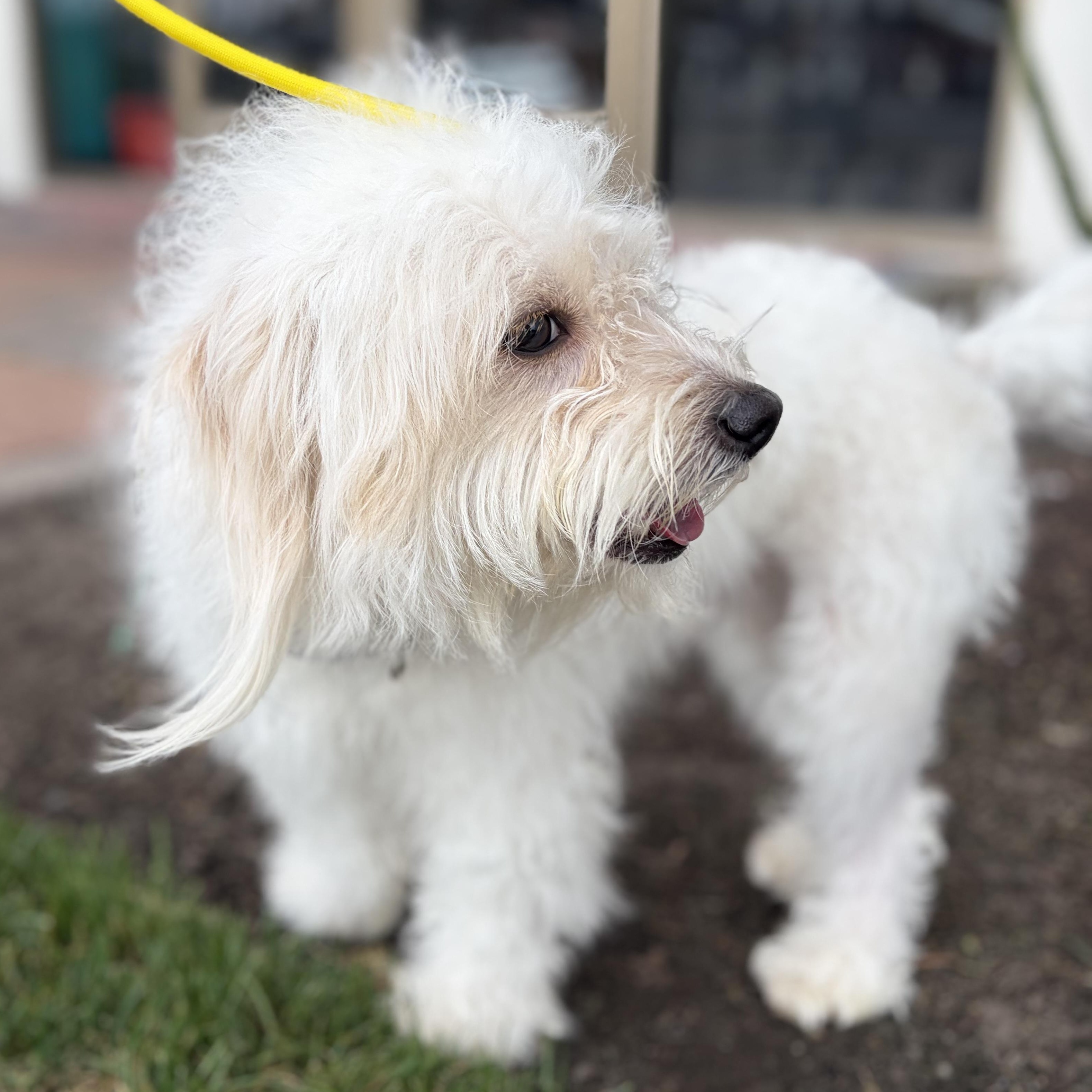 Enlarge Rocco-A Journey Home, an adopted mixed breed in Brattleboro, VT image 5/5