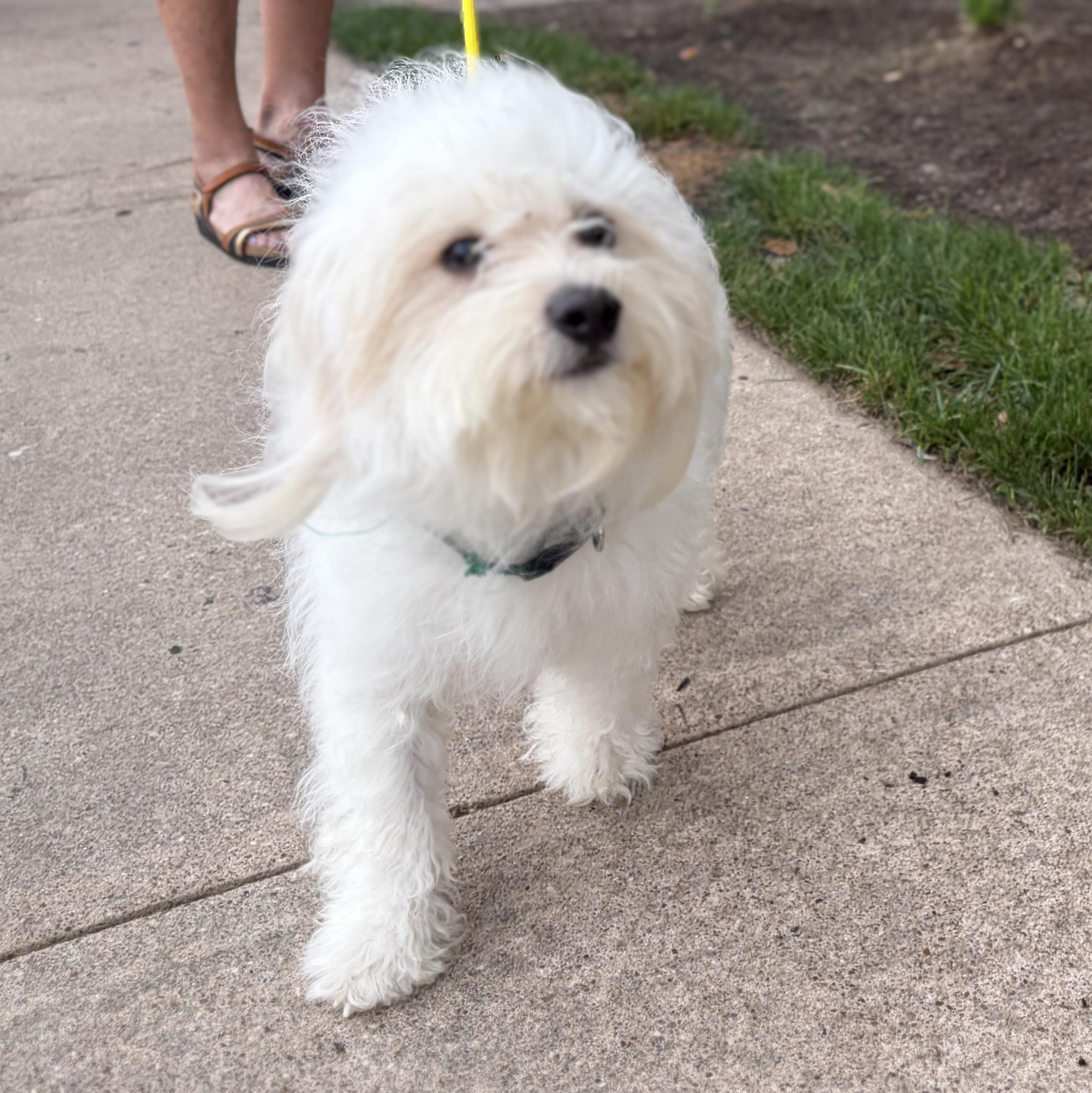 Enlarge Rocco-A Journey Home, an adopted mixed breed in Brattleboro, VT image 4/5