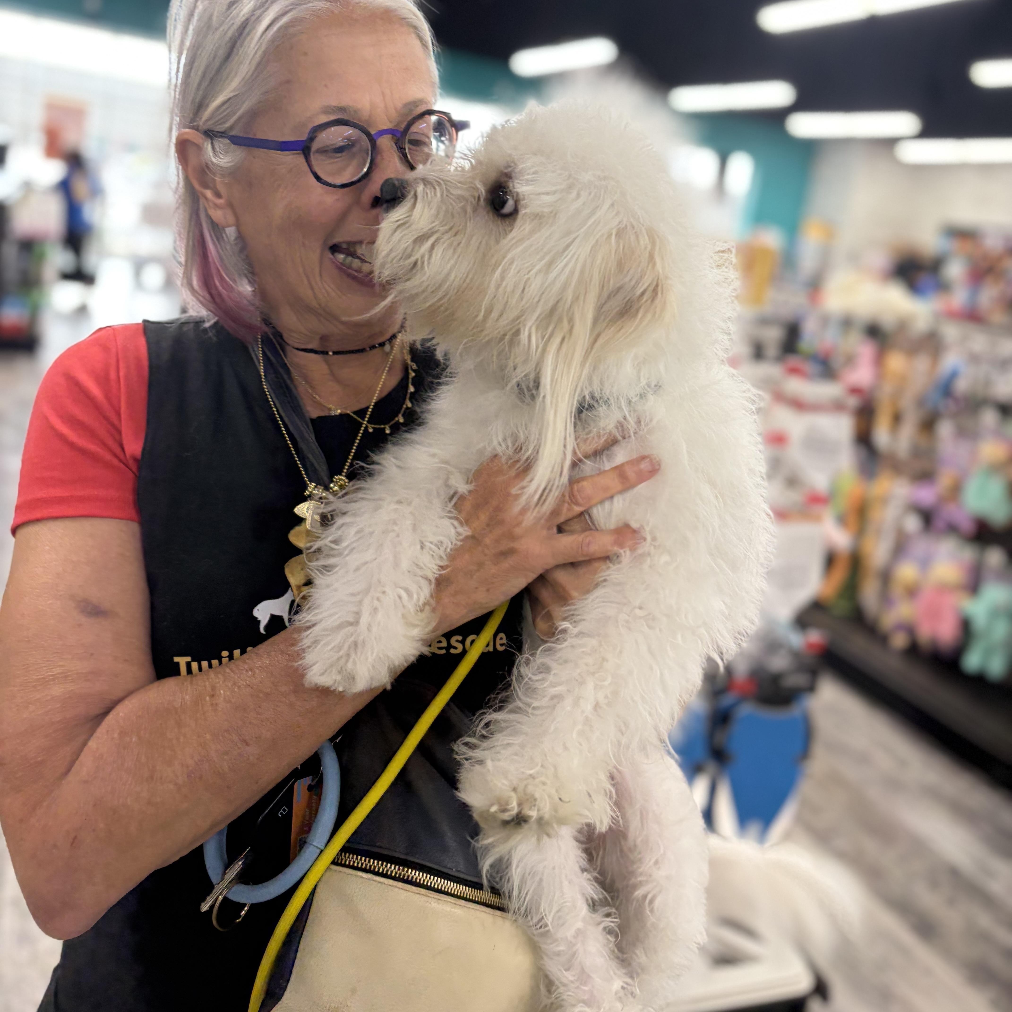 Enlarge Rocco-A Journey Home, an adopted mixed breed in Brattleboro, VT image 3/5