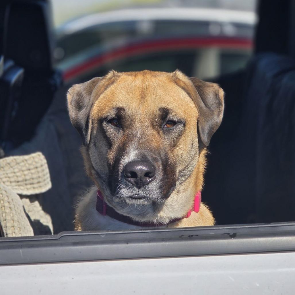 Honey Bear, Adoptable, Adult Female Anatolian Shepherd & Great Pyrenees.