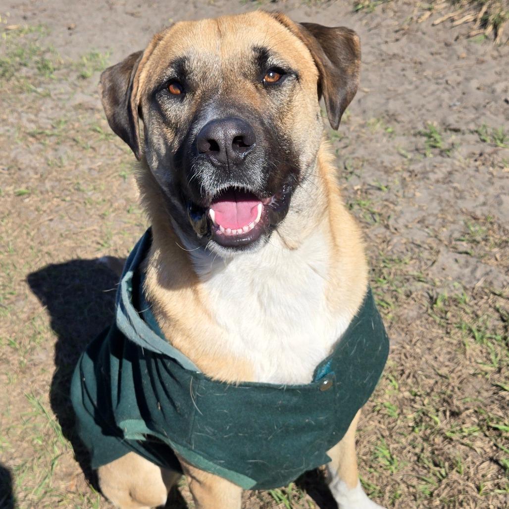 Enlarge Honey Bear, a ADOPTABLE mixed breed in Ocala, FL image 2/6