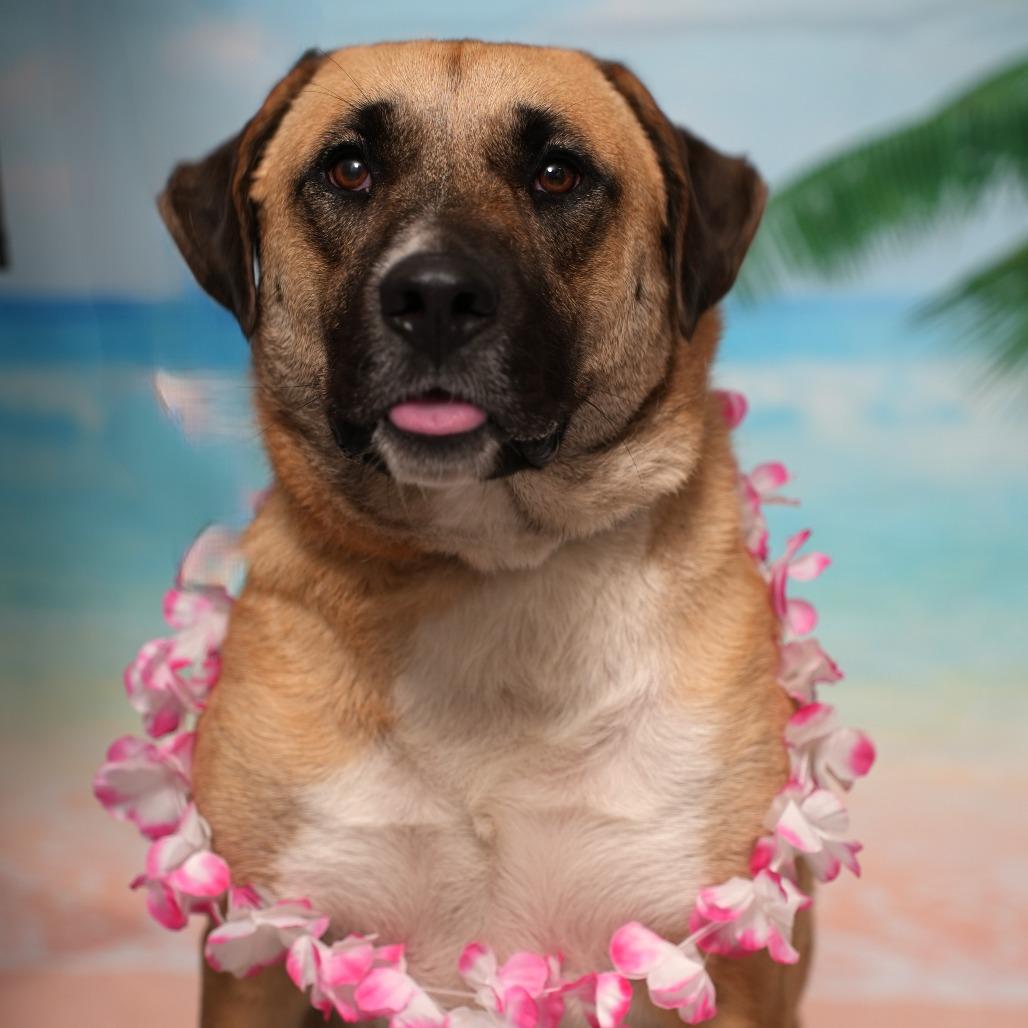Enlarge Honey Bear, a Adoptable mixed breed in Ocala, FL image 2/6