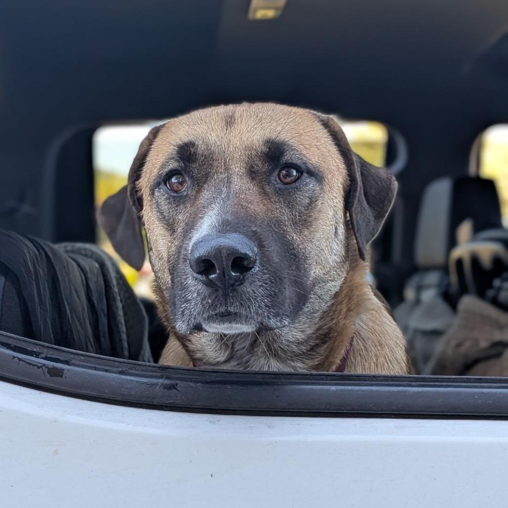 Enlarge Honey Bear, a Adoptable mixed breed in Ocala, FL image 6/6