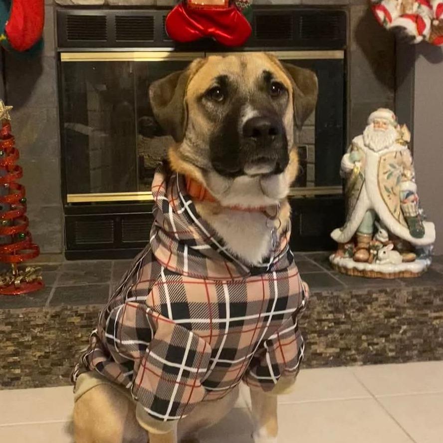 Honey Bear thumbnail 5