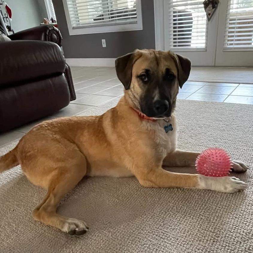 Honey Bear thumbnail 6