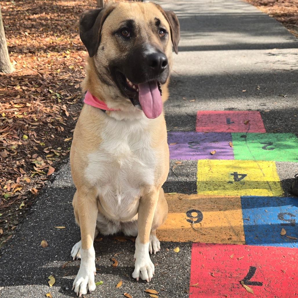 Honey Bear, ADOPTABLE, Adult Female Anatolian Shepherd & Great Pyrenees.