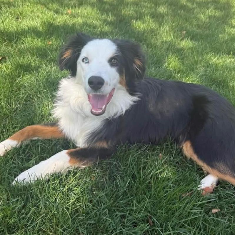 Fig, ADOPTABLE, Young Male Border Collie.
