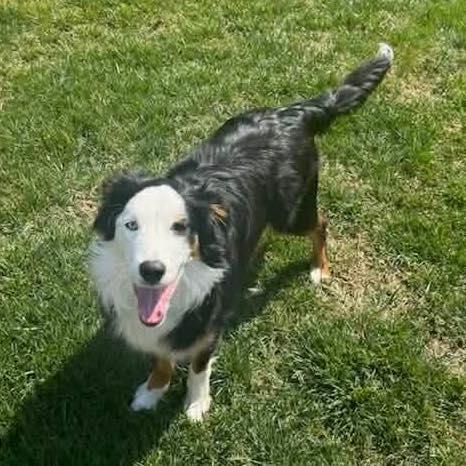 Enlarge Fig, a ADOPTABLE Border Collie in Oklahoma City, OK image 2/2