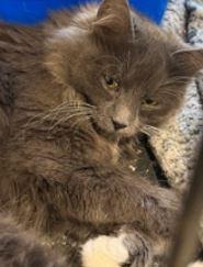 Claira, adopted, Adult Female Domestic Medium Hair.