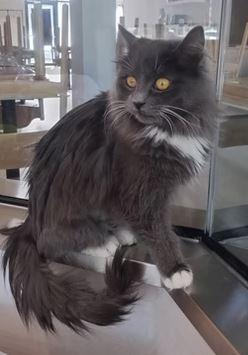 Enlarge Claira, an adopted Domestic Medium Hair in Keswick, ON image 2/2