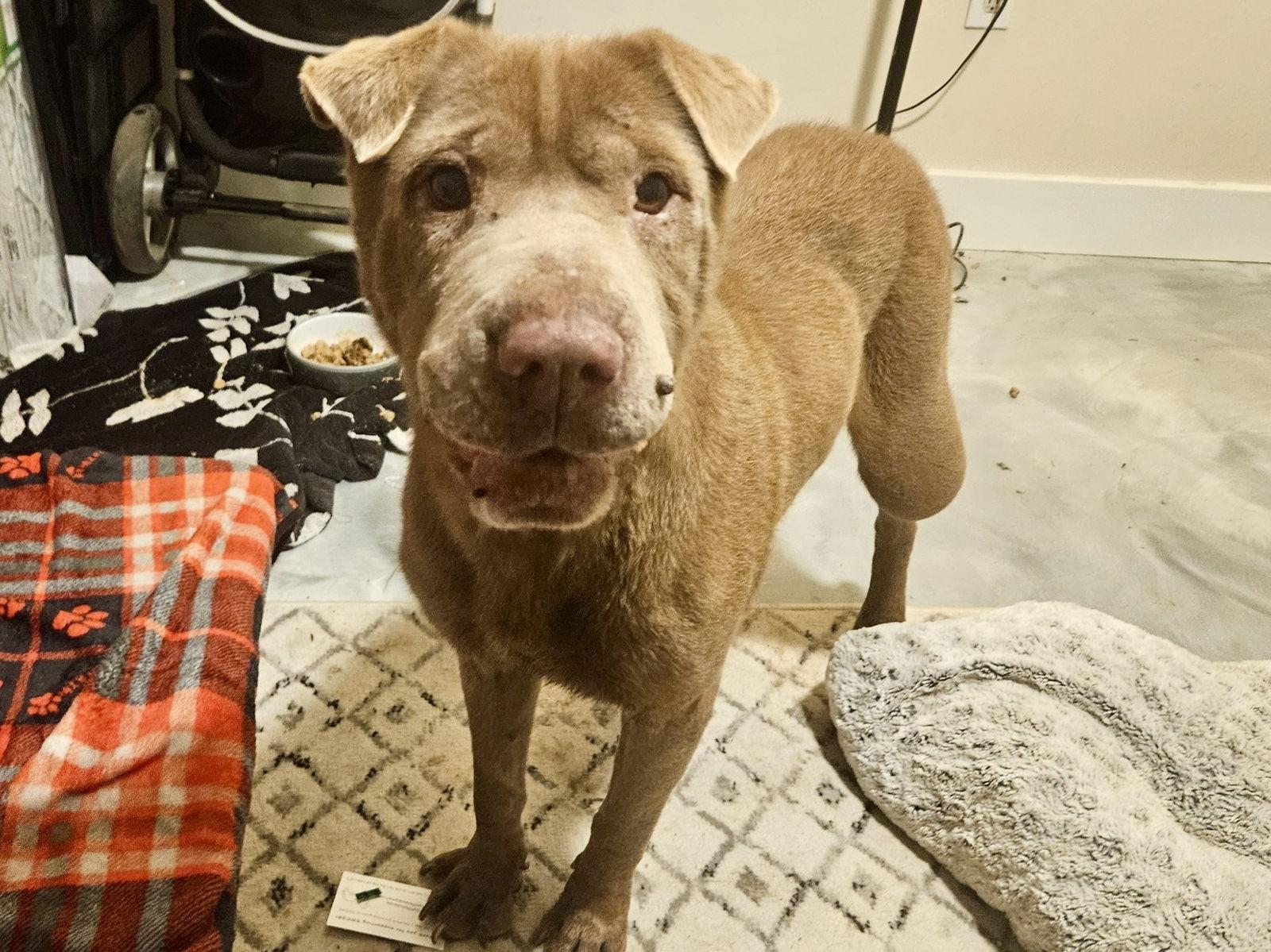 Dudley, Adoptable, Adult Male Shar-Pei.