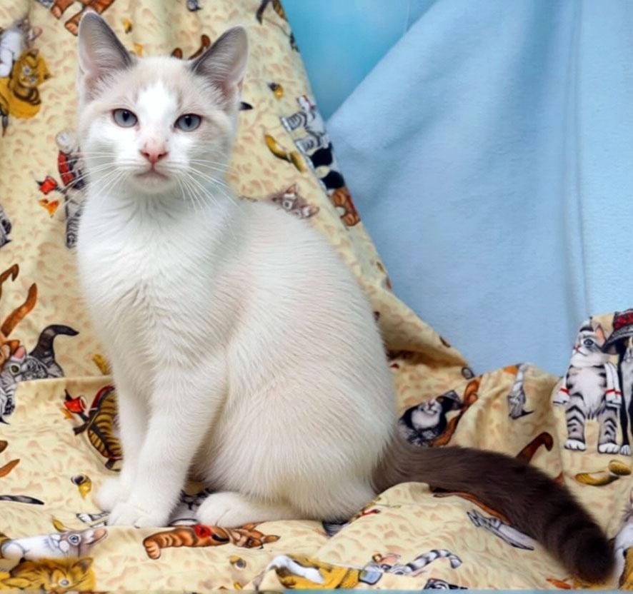 Menzie, an adopted mixed breed in Tierra Verde, FL image 3/3