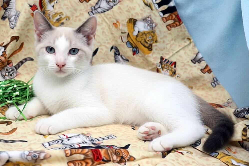 Menzie, an adopted mixed breed in Tierra Verde, FL image 2/3