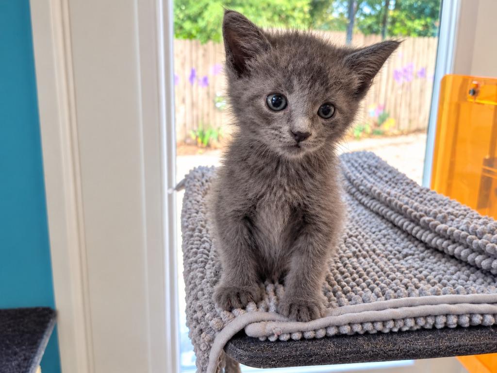 Enlarge Clover, a Adoptable mixed breed in Crocker, MO image 1/1